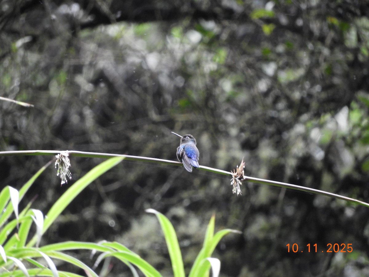 Fiery-throated Hummingbird - ML643633537