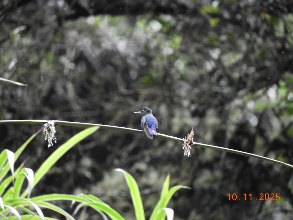 Fiery-throated Hummingbird - ML643633538