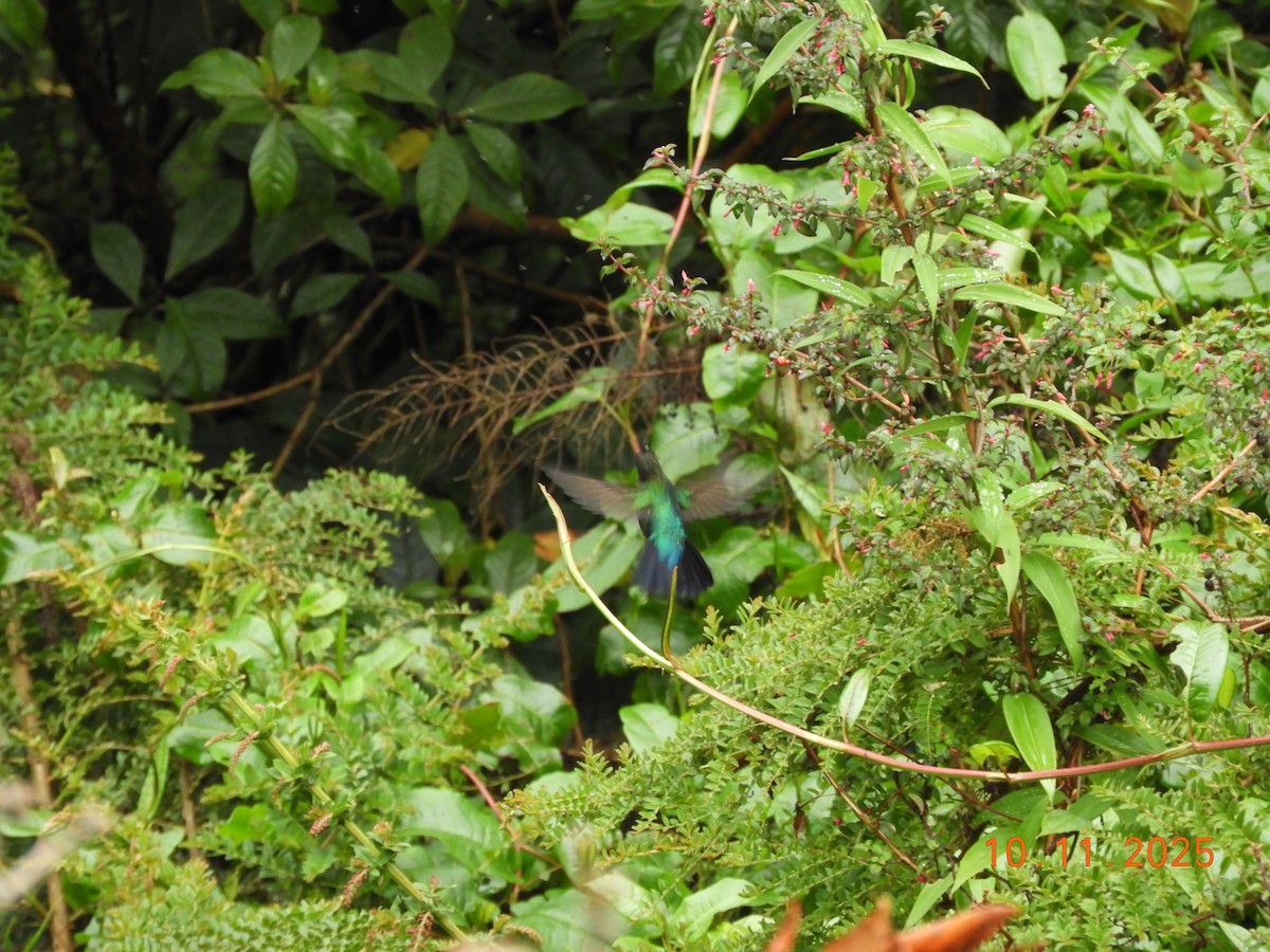 Fiery-throated Hummingbird - ML643633539