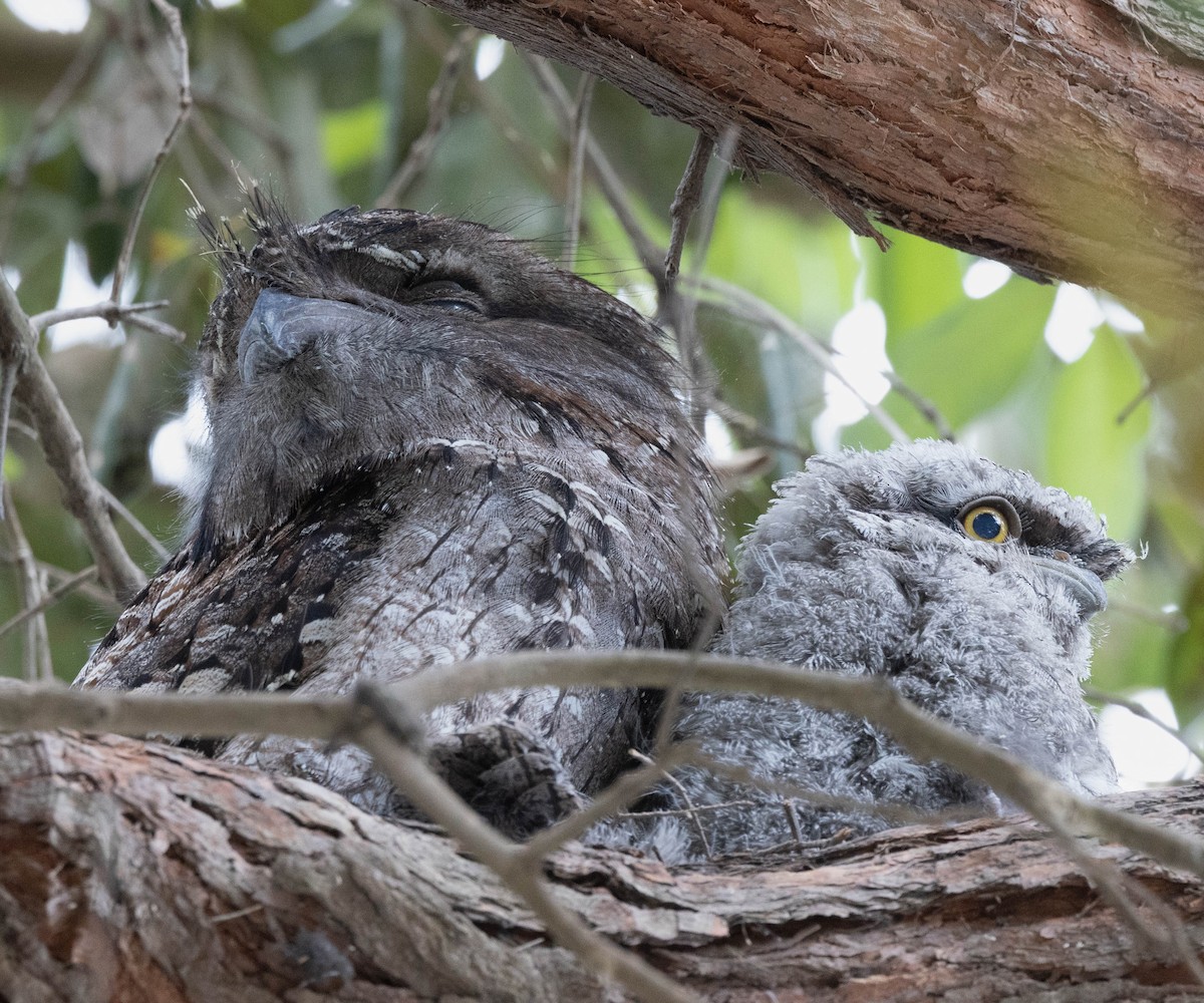 Tawny Frogmouth - ML643633540