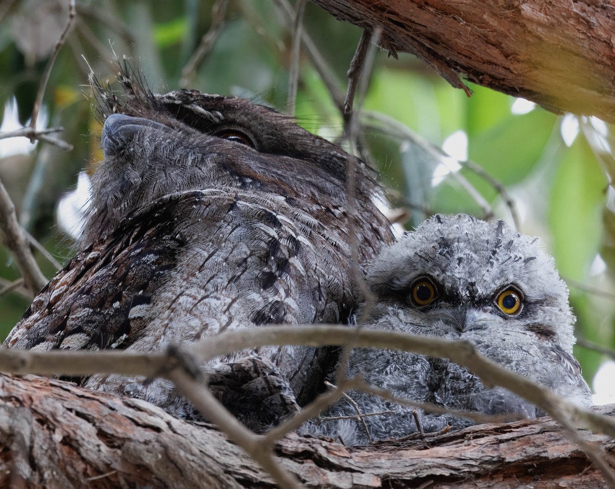 Tawny Frogmouth - ML643633542
