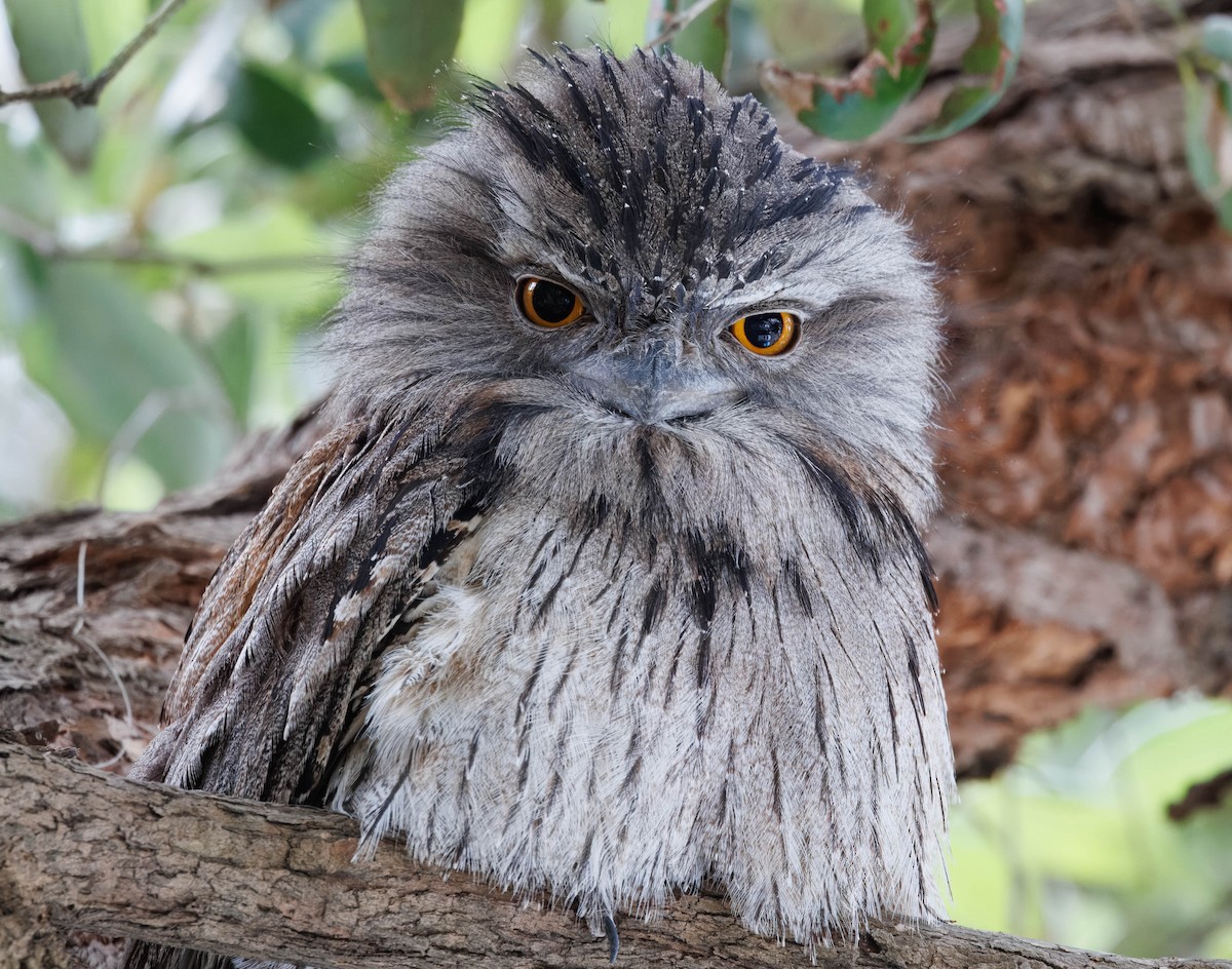 Tawny Frogmouth - ML643633546
