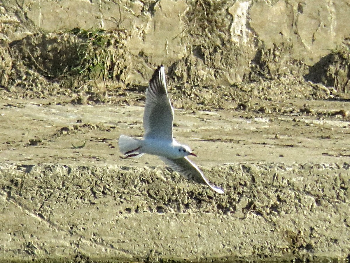 racek chechtavý - ML643633553