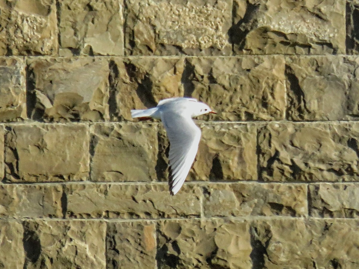 racek chechtavý - ML643633554