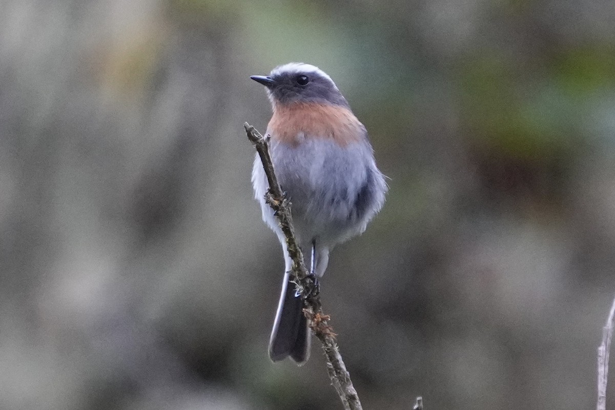 Rufous-breasted Chat-Tyrant - ML643633567