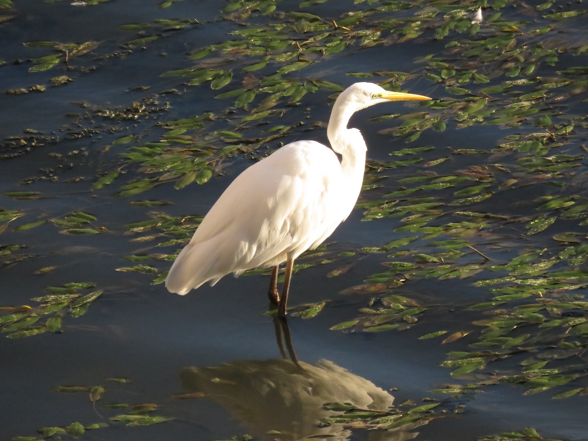 volavka bílá - ML643633569