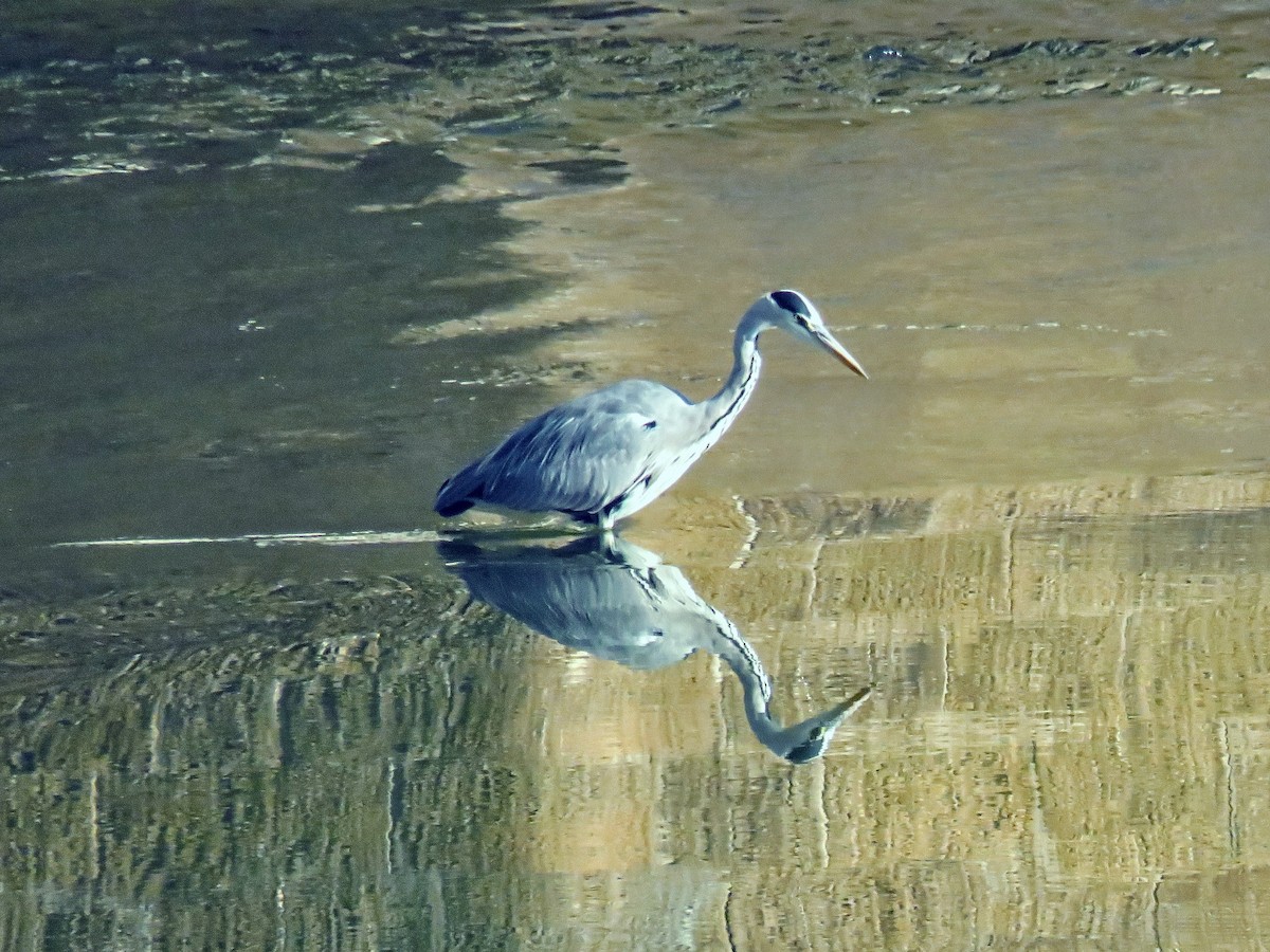 volavka popelavá - ML643633577