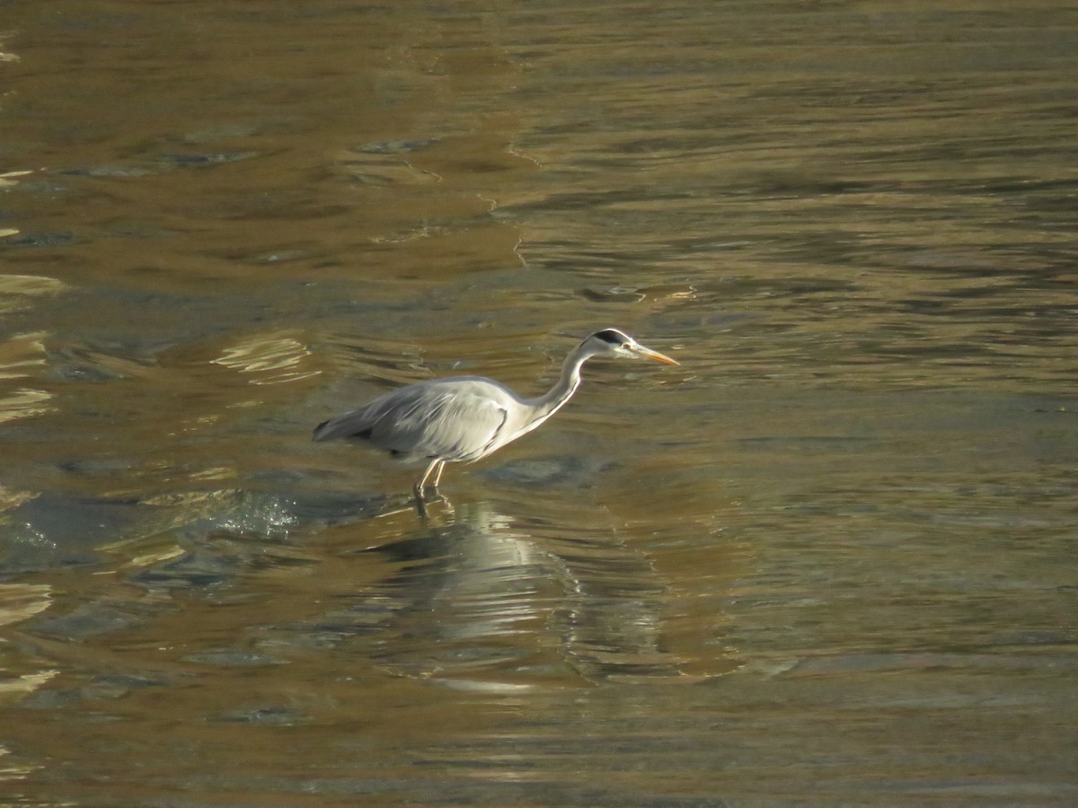 volavka popelavá - ML643633578