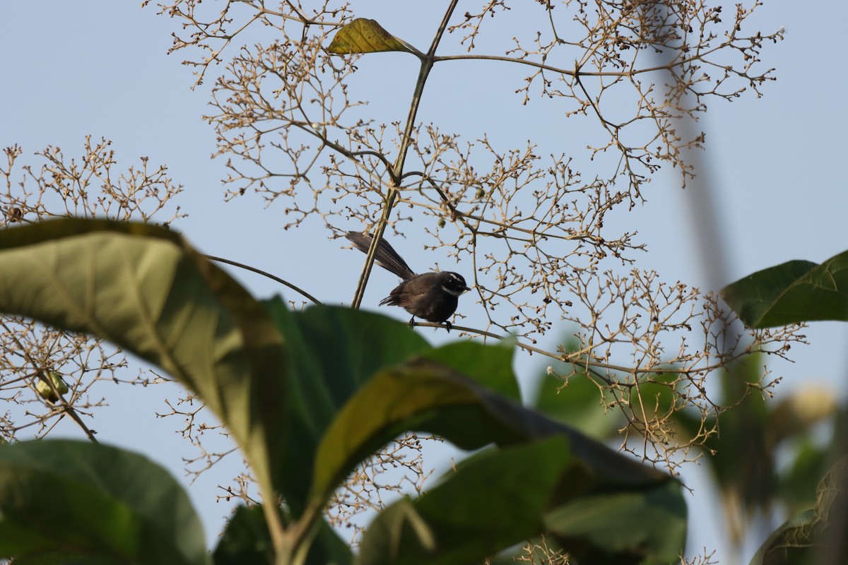 White-throated Fantail - ML643633642