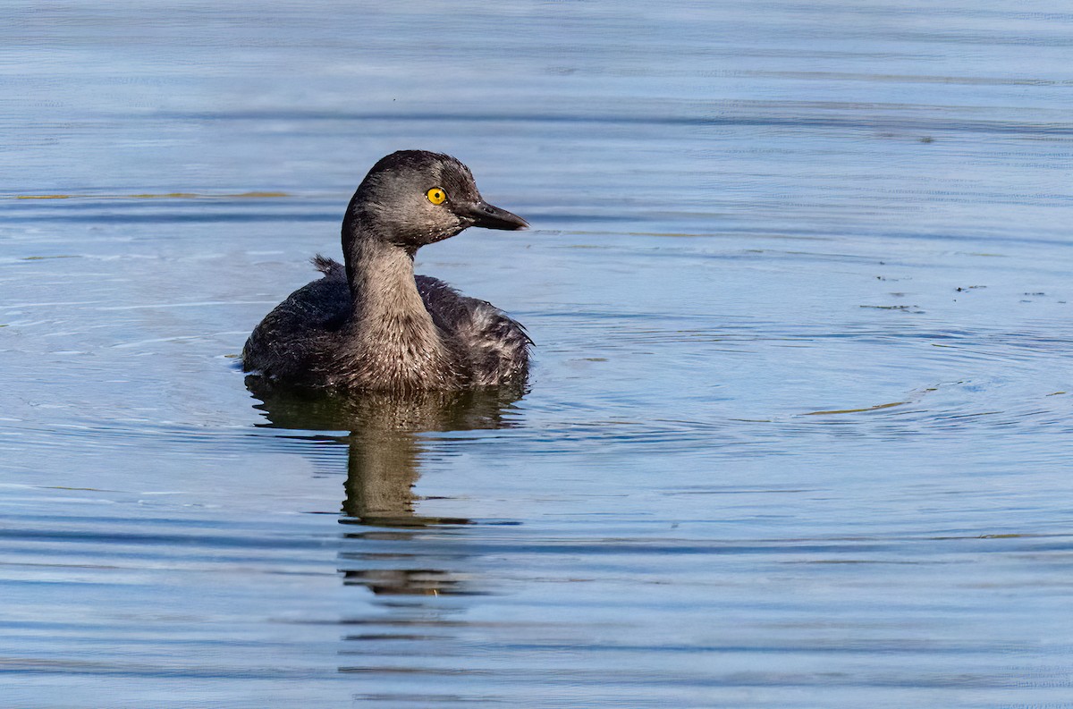 Least Grebe - ML643633646