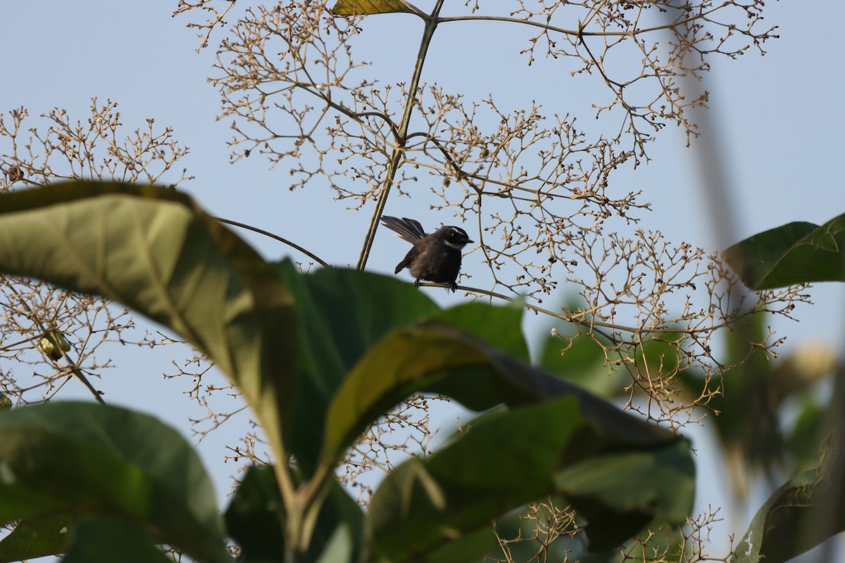 White-throated Fantail - ML643633657