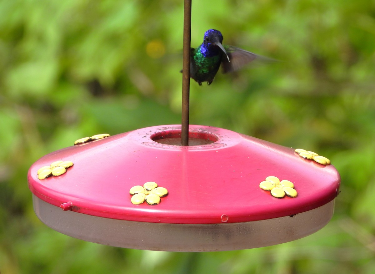 Golden-tailed Sapphire - ML643633665