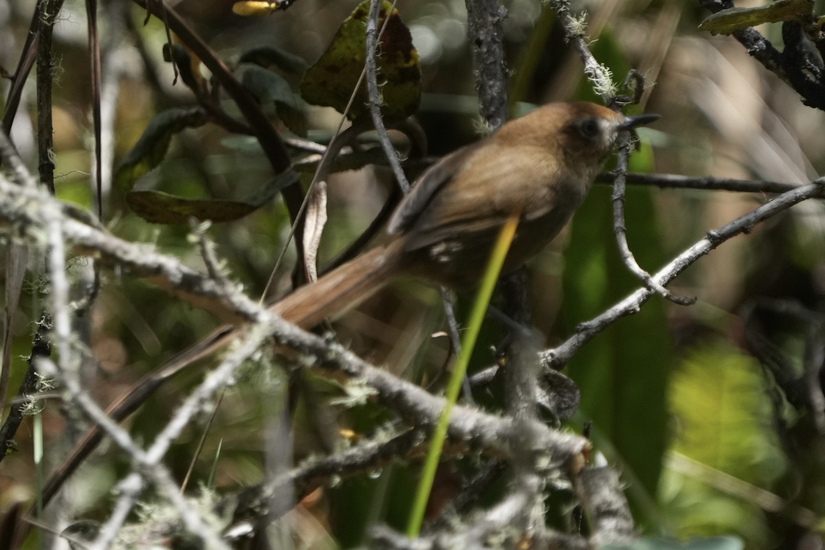Azara's Spinetail - ML643633666
