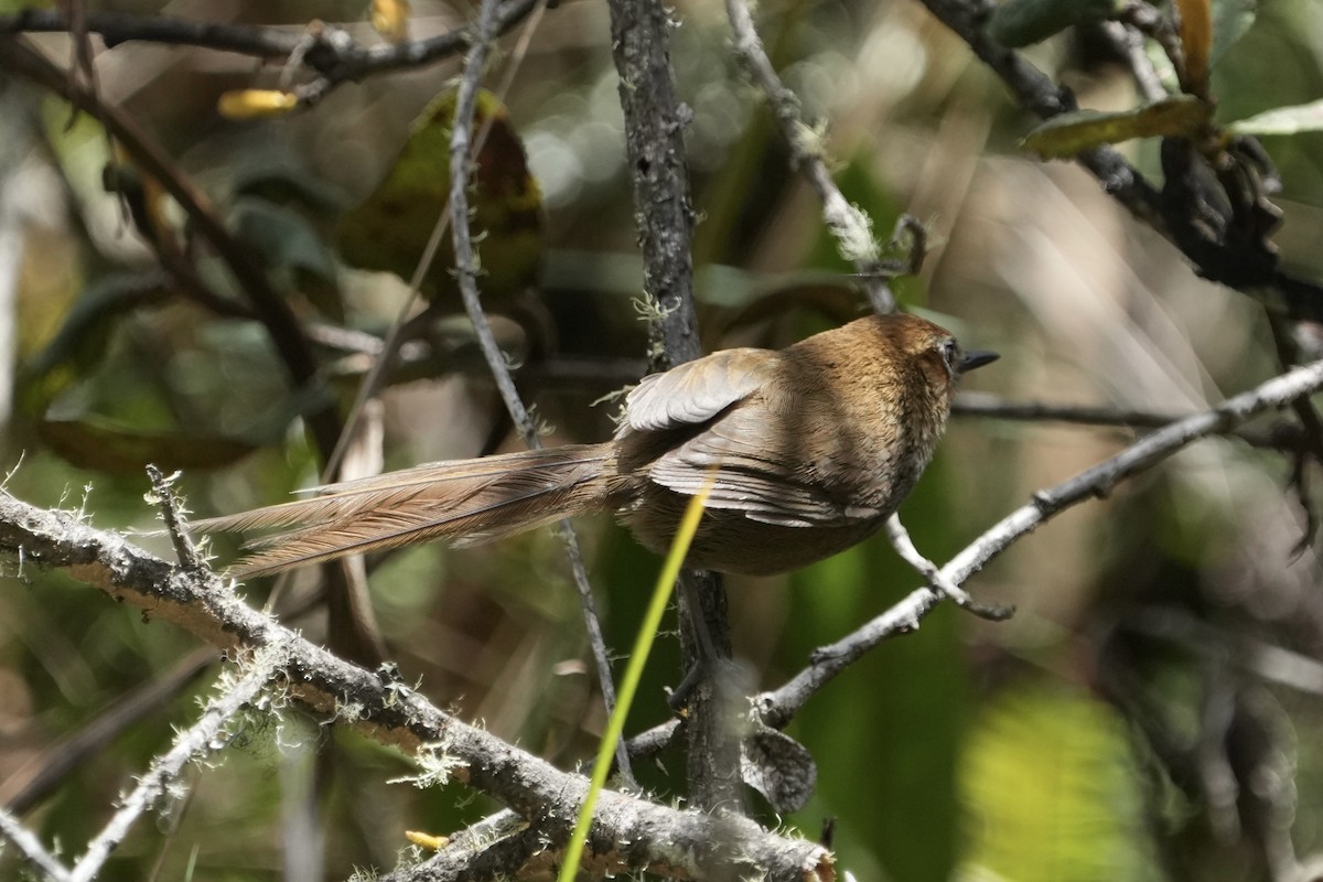 Azara's Spinetail - ML643633667