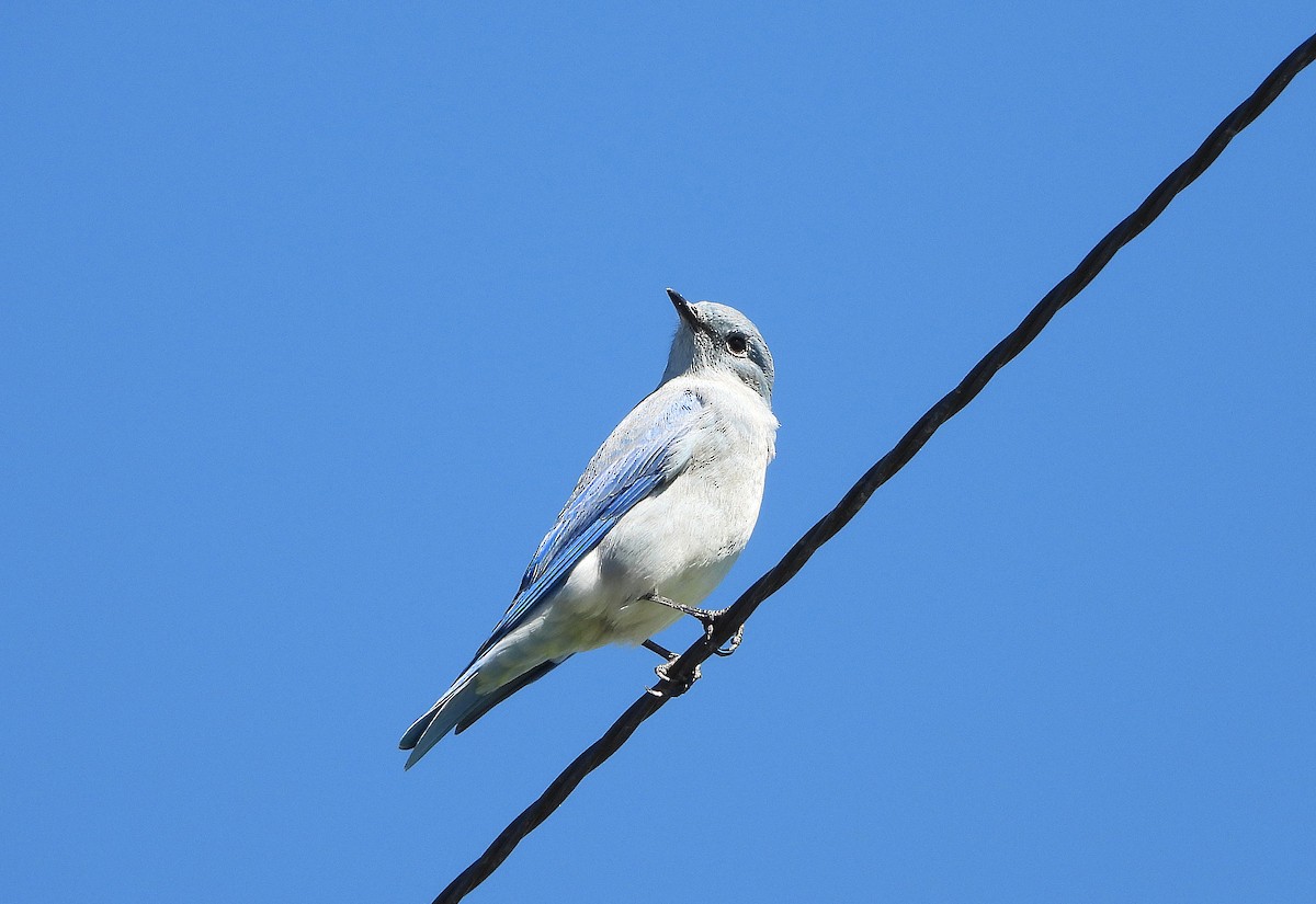 Mountain Bluebird - ML643633674