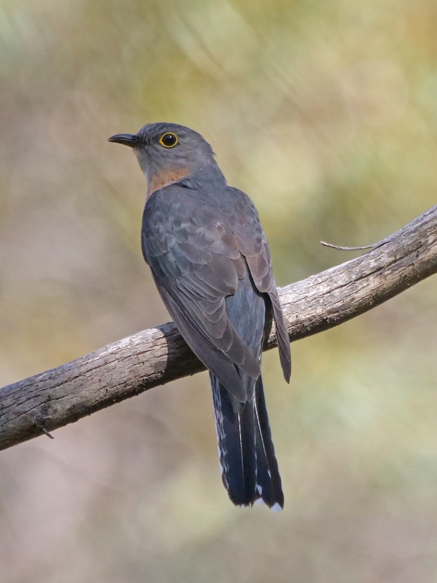 Fan-tailed Cuckoo - ML643633675