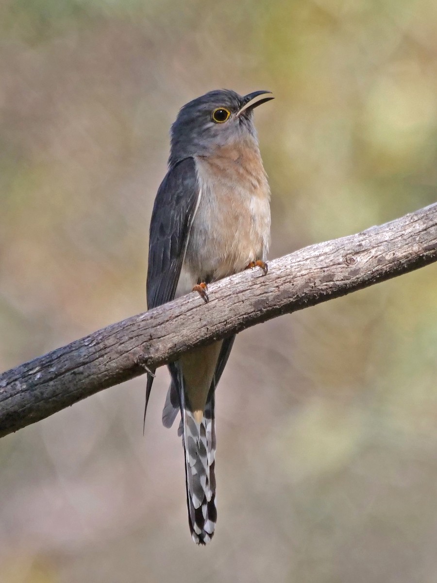 Fan-tailed Cuckoo - ML643633677