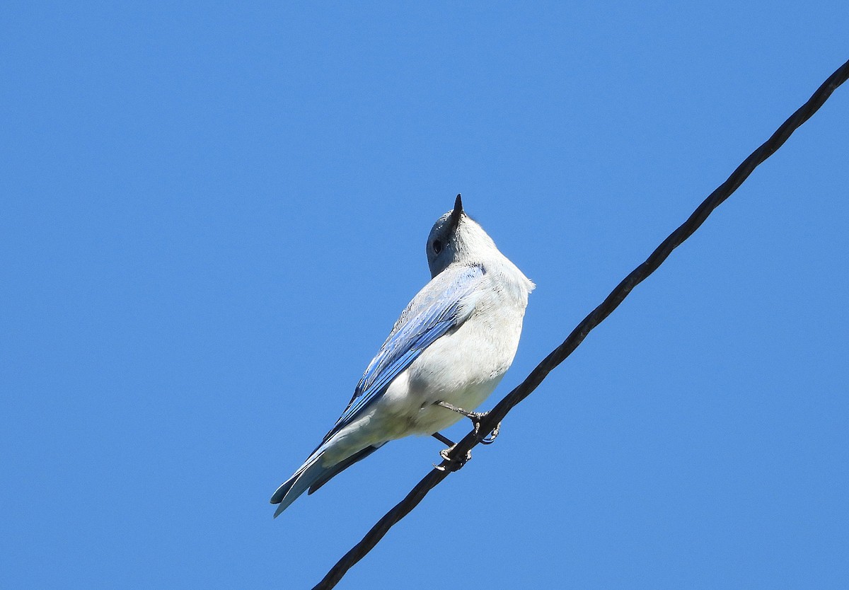 Mountain Bluebird - ML643633678