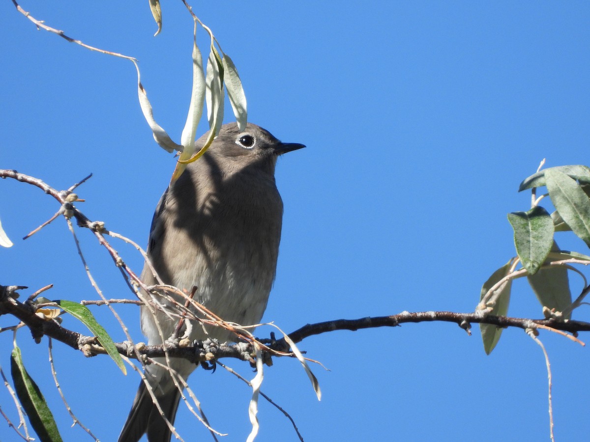 Mountain Bluebird - ML643633679