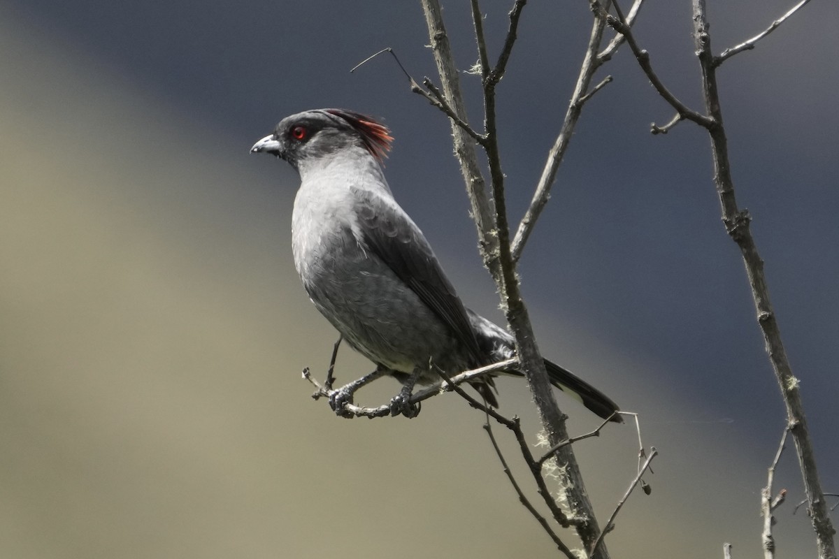 Red-crested Cotinga - ML643633680