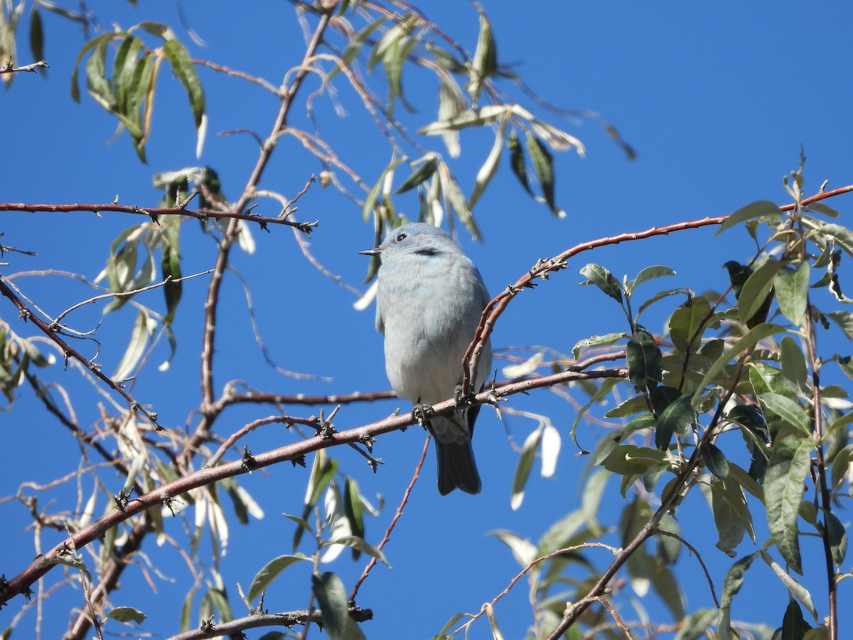 Mountain Bluebird - ML643633681