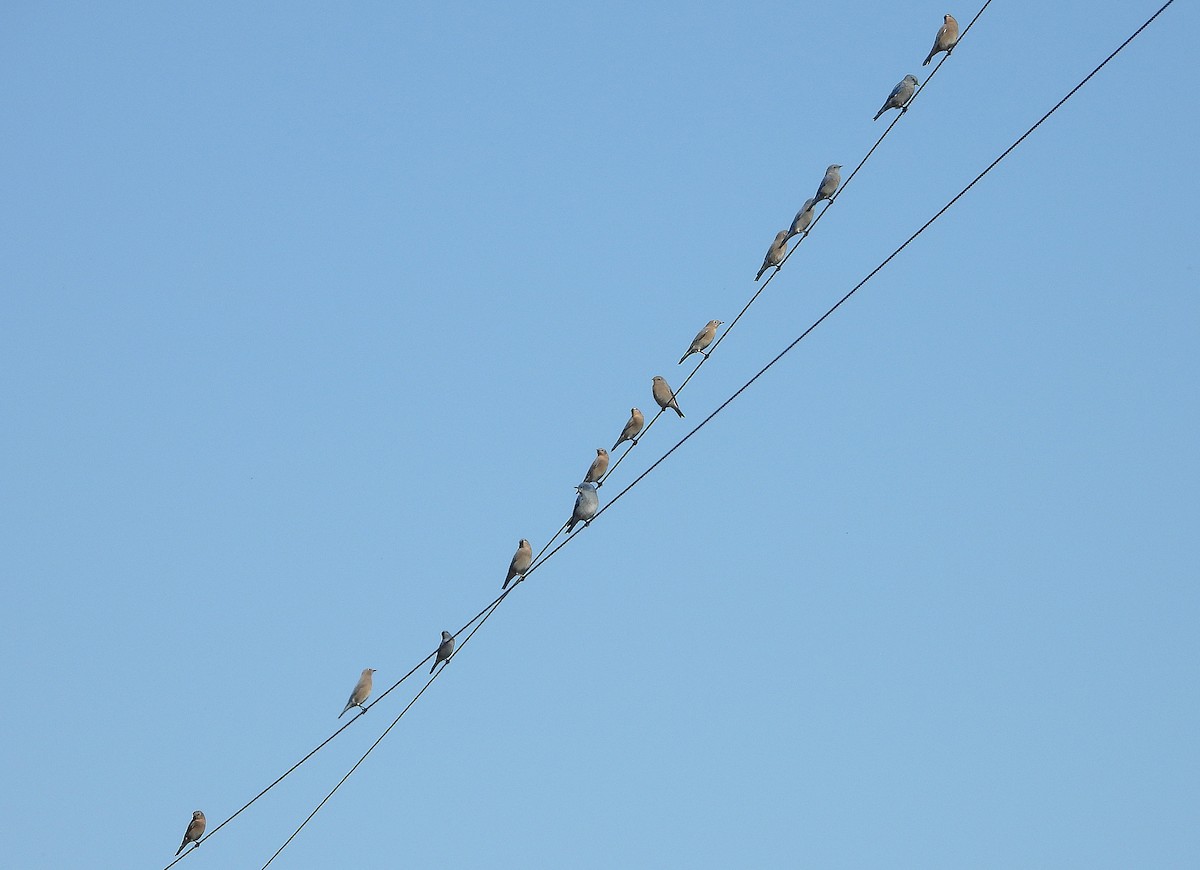 Mountain Bluebird - ML643633682