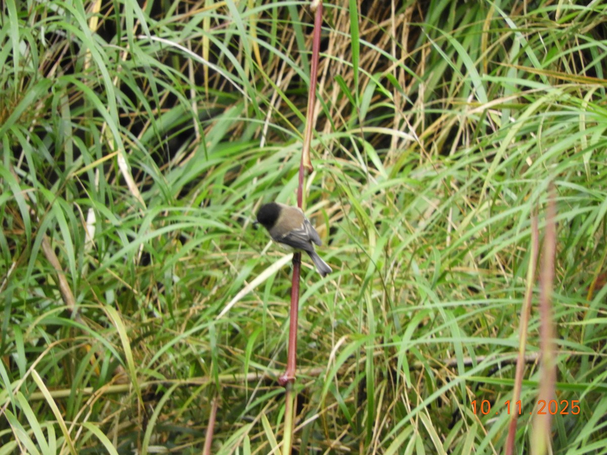 svarthetteempid - ML643633690