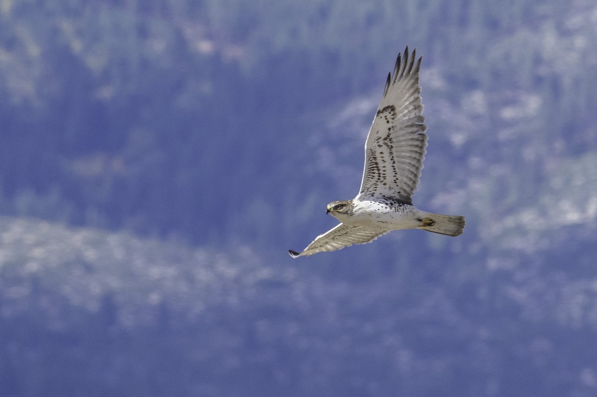Ferruginous Hawk - ML643633696