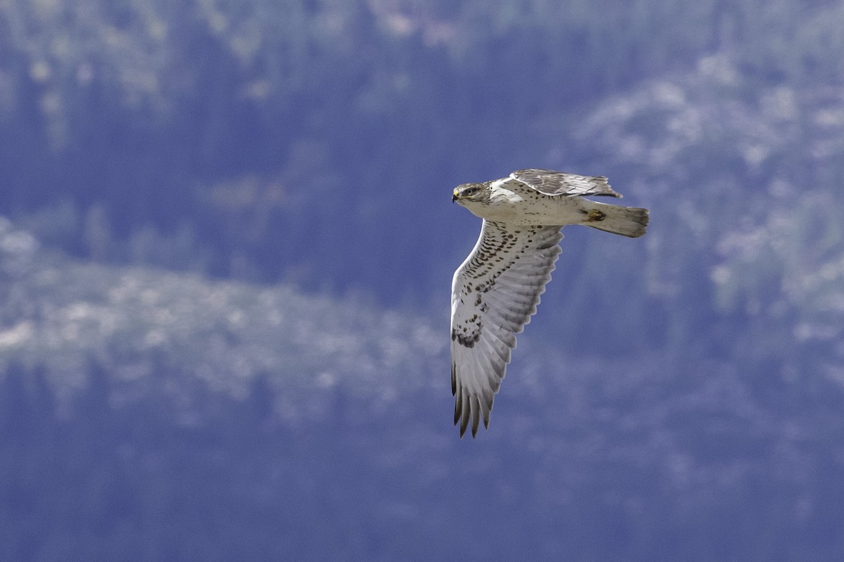 Ferruginous Hawk - ML643633697