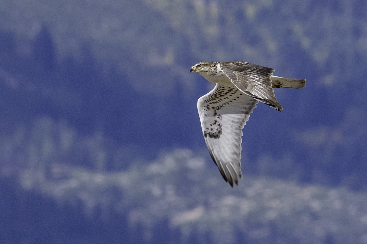 Ferruginous Hawk - ML643633698