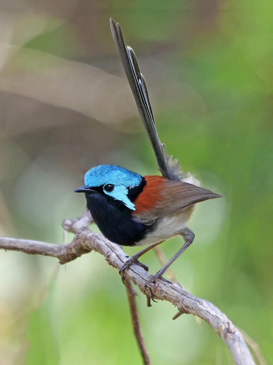 Red-winged Fairywren - ML643633702