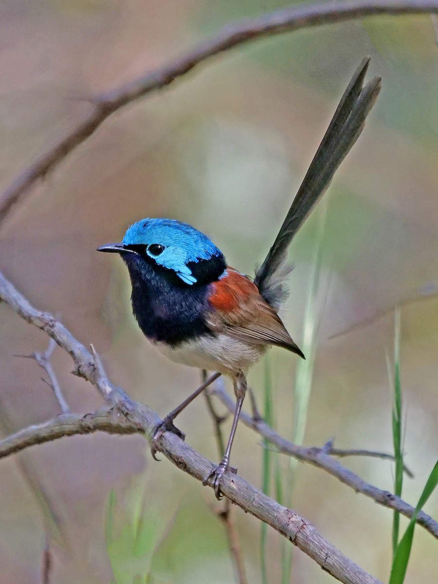 Red-winged Fairywren - ML643633705