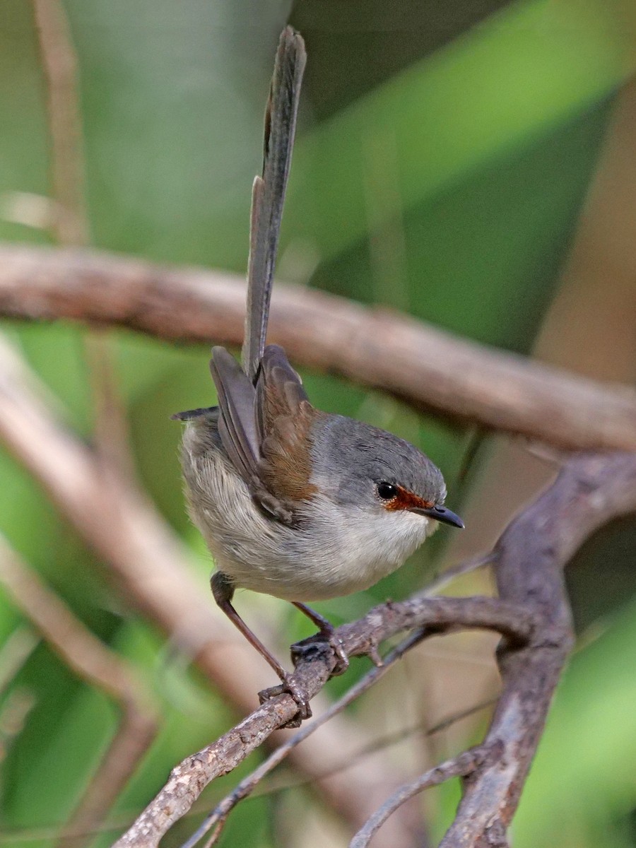 Red-winged Fairywren - ML643633709