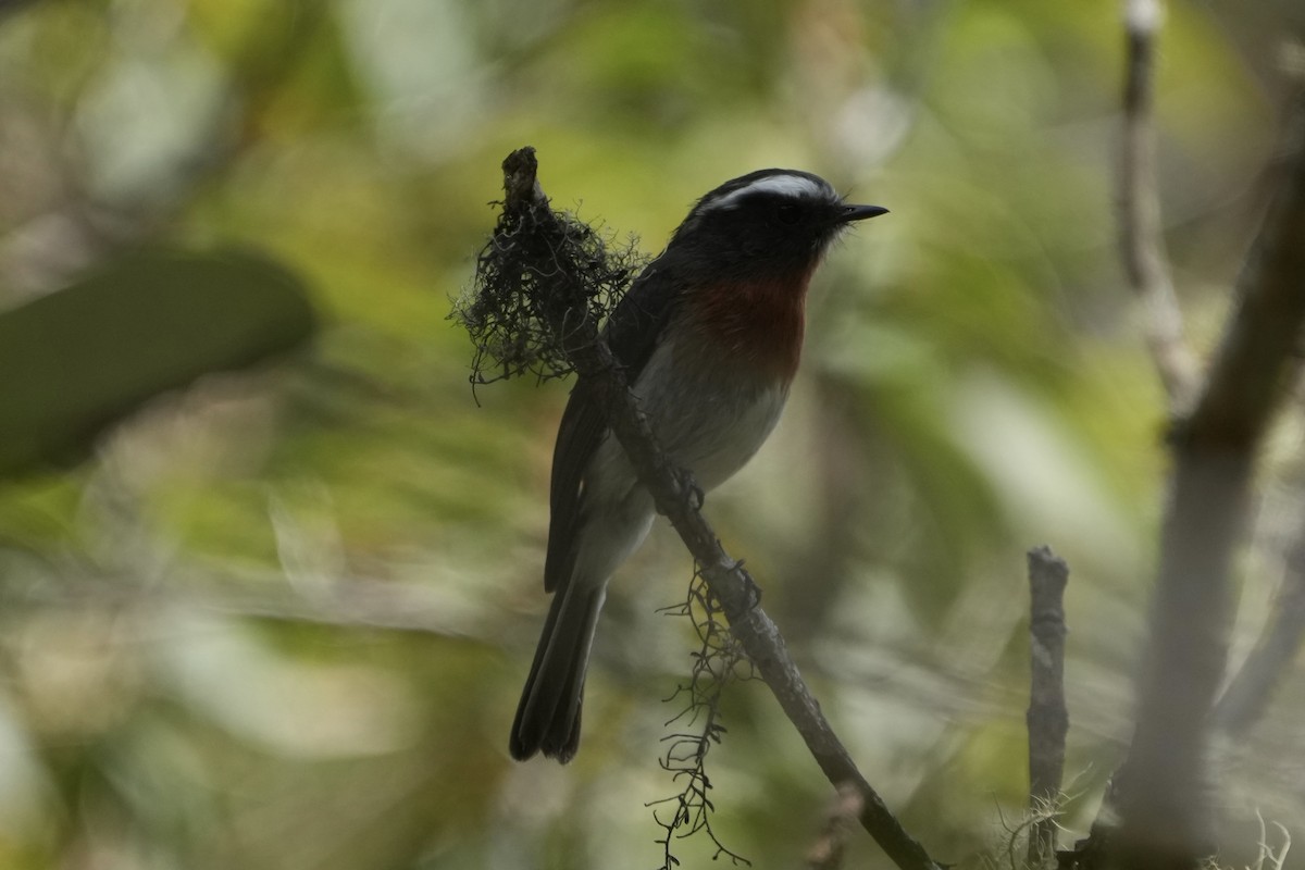 Rufous-breasted Chat-Tyrant - ML643633712