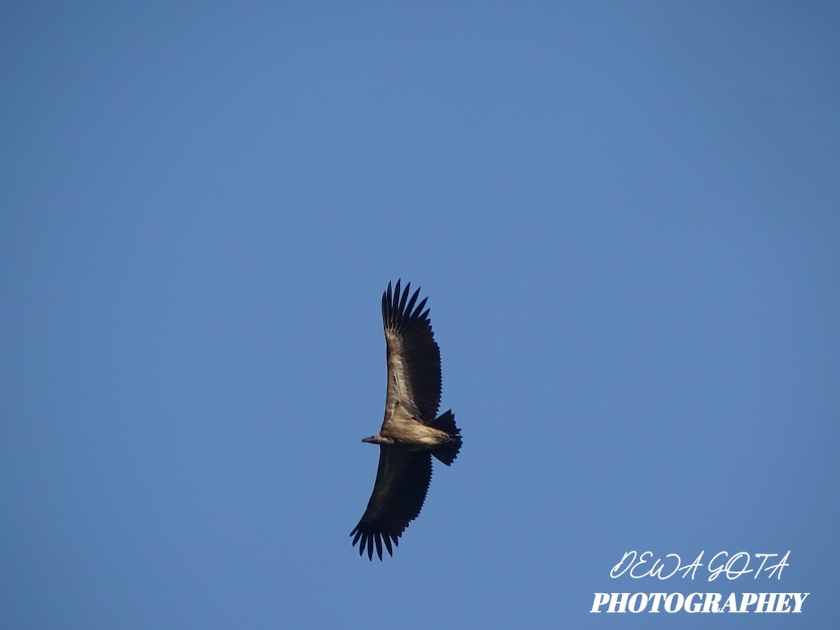Indian Vulture - ML643633716