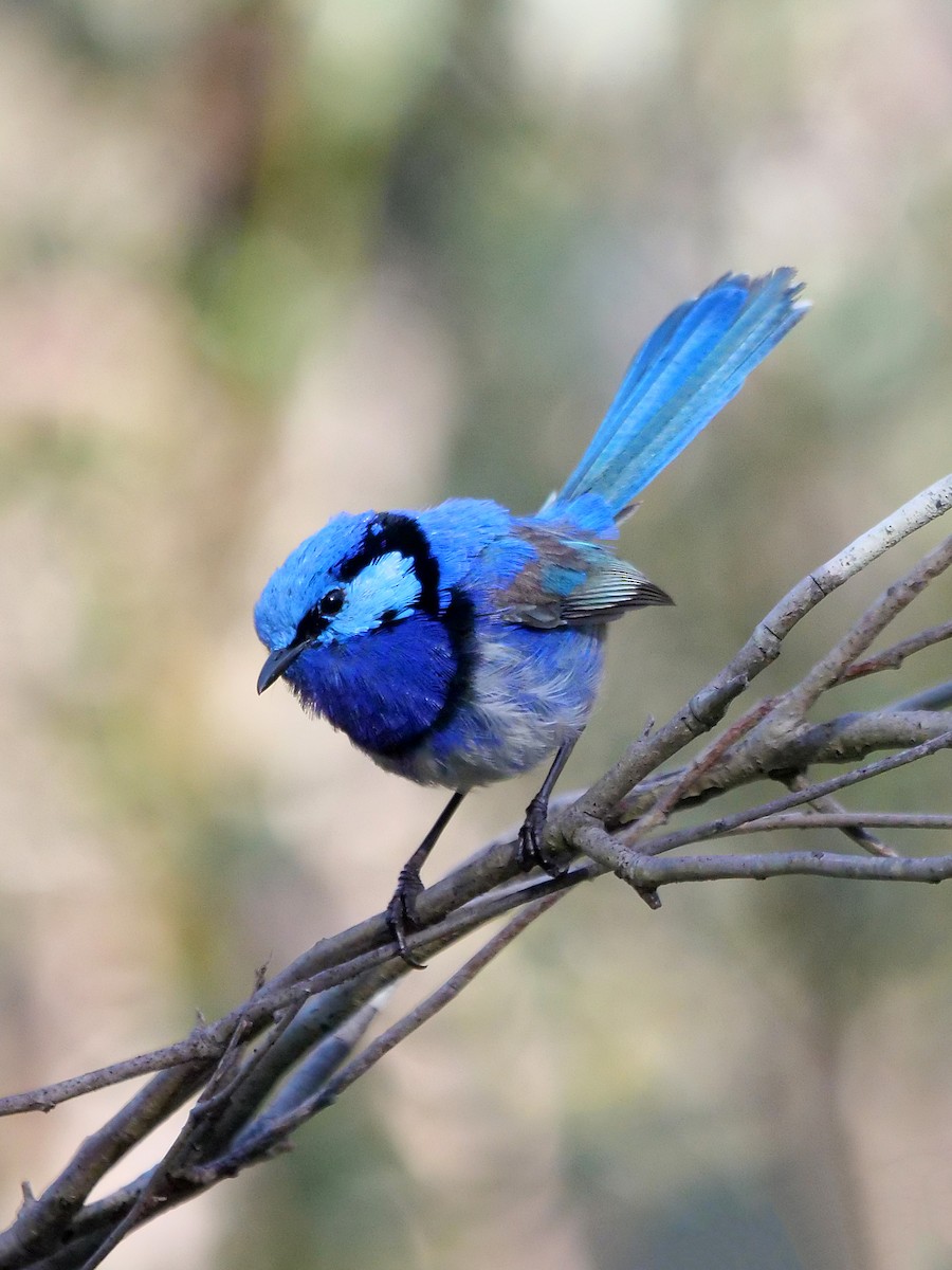 Splendid Fairywren - ML643633717