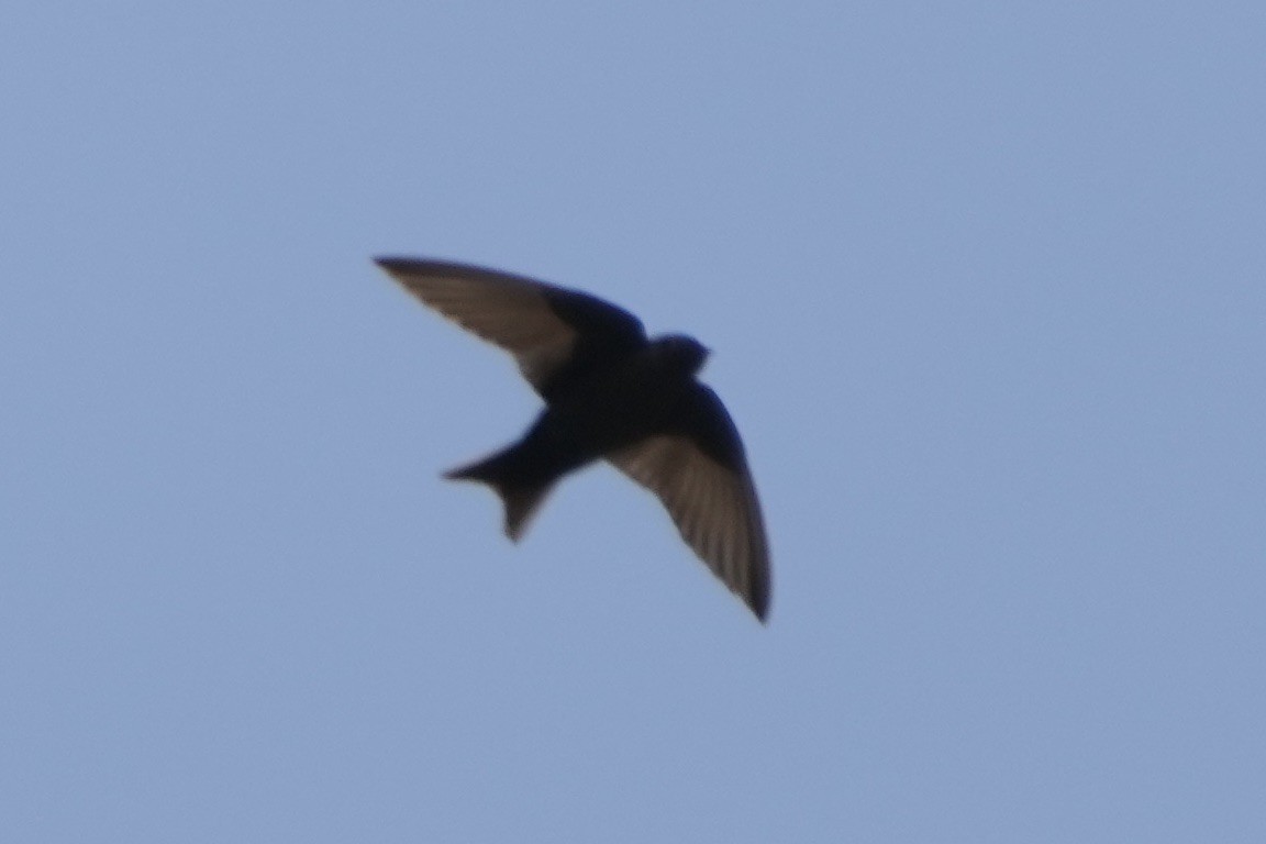 Brown-bellied Swallow - ML643633718