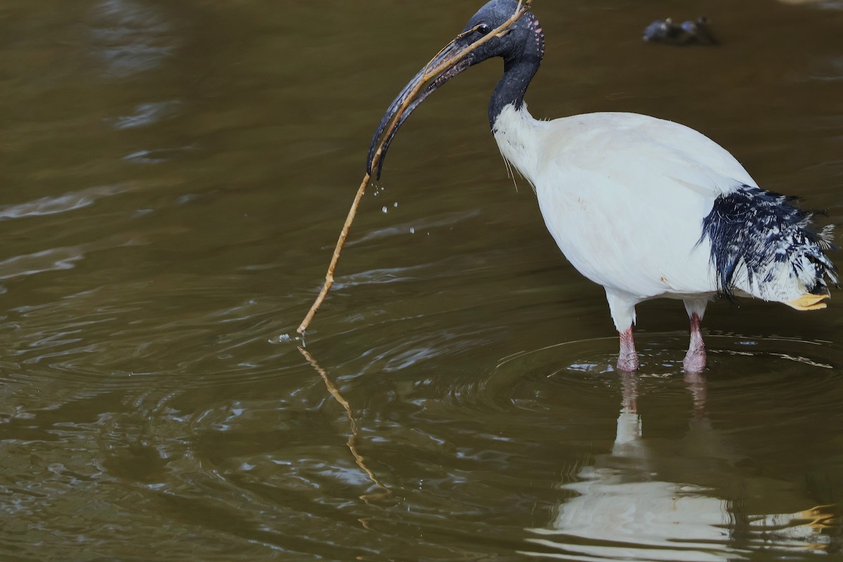 Australian Ibis - ML643633719