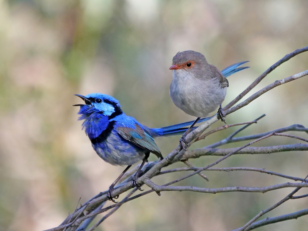 Splendid Fairywren - ML643633720