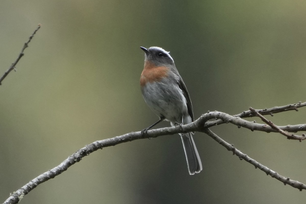 Rufous-breasted Chat-Tyrant - ML643633721