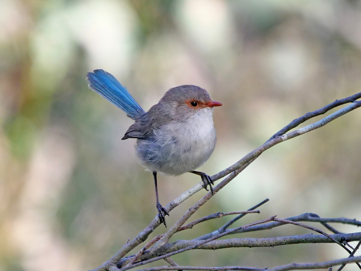 Splendid Fairywren - ML643633722