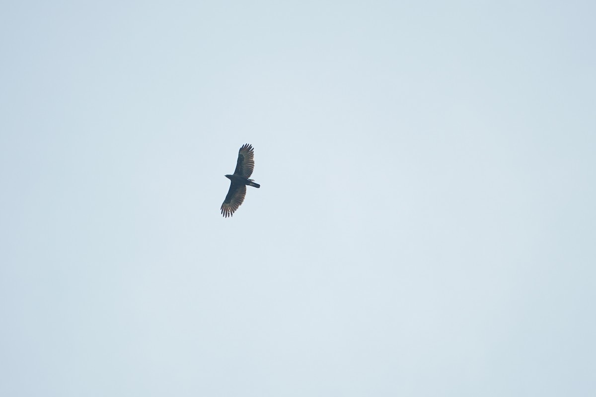 Changeable Hawk-Eagle - ML643633732