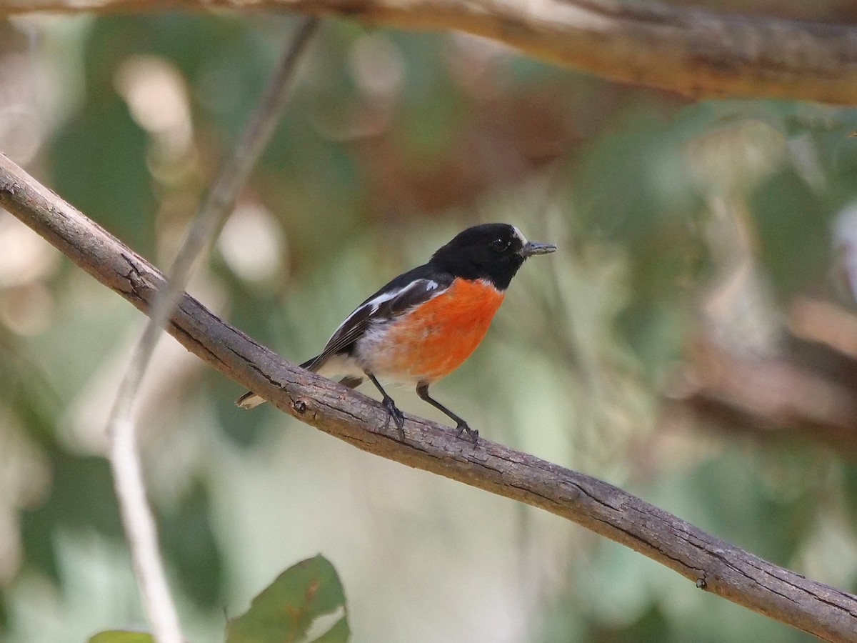 Scarlet Robin - ML643633734