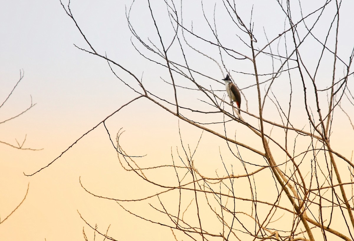 紅耳鵯 - ML643633736