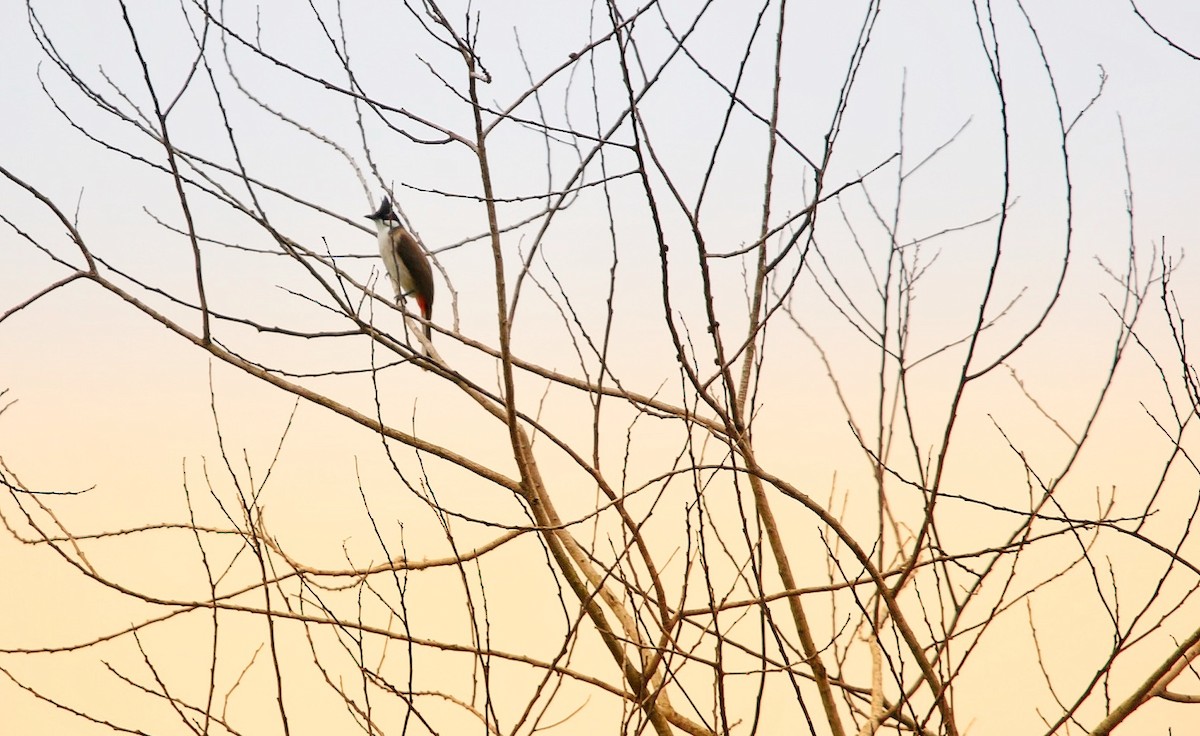 紅耳鵯 - ML643633737