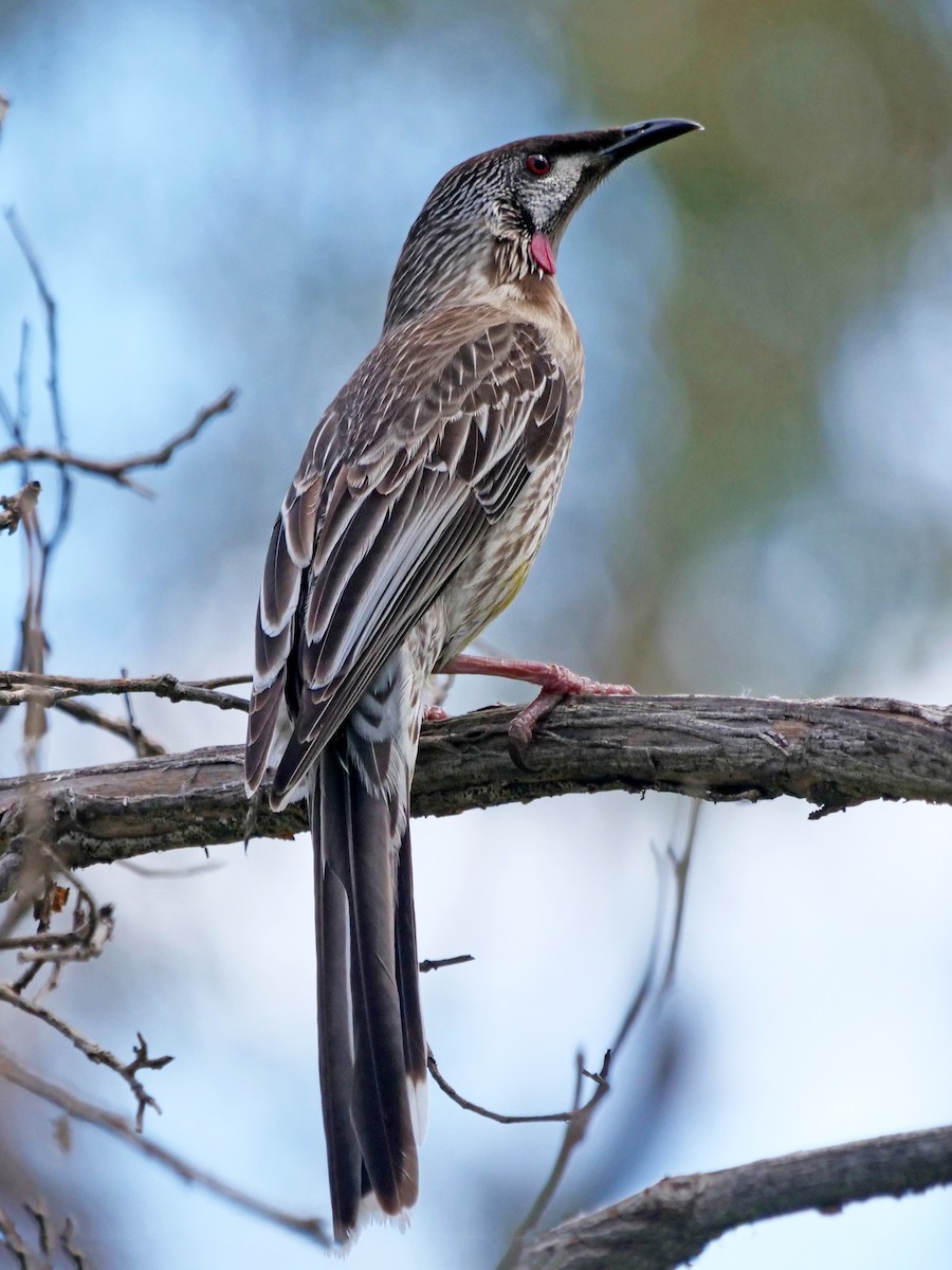 Red Wattlebird - ML643633743