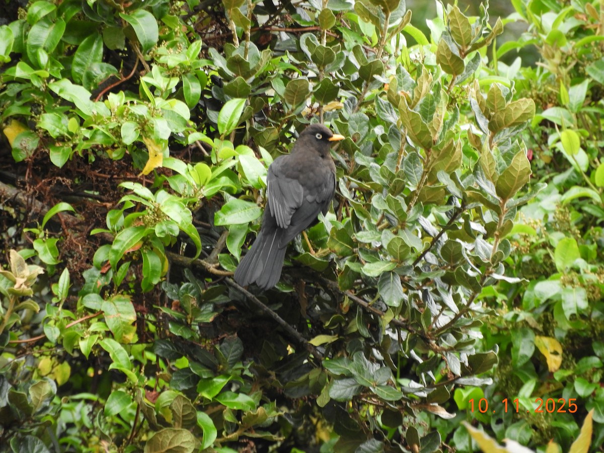 Sooty Thrush - ML643633748