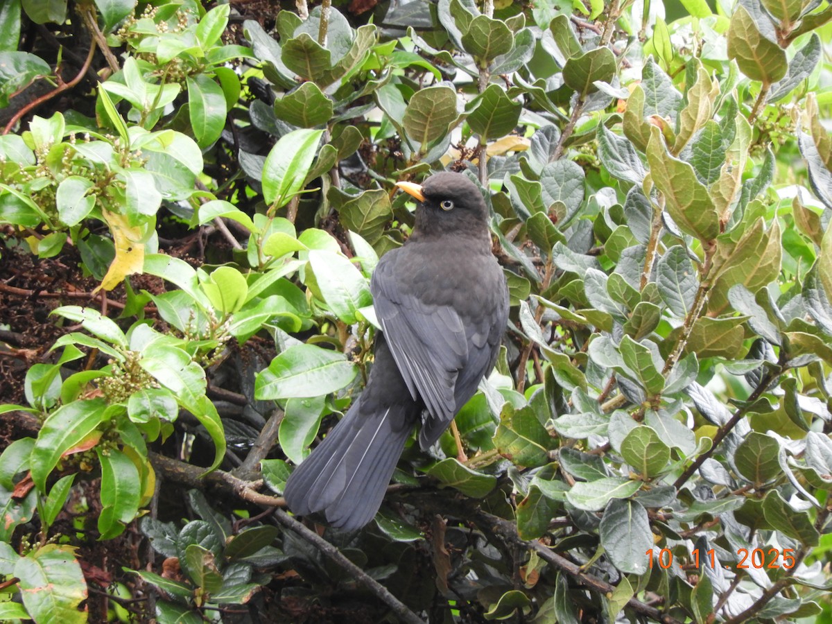 Sooty Thrush - ML643633749