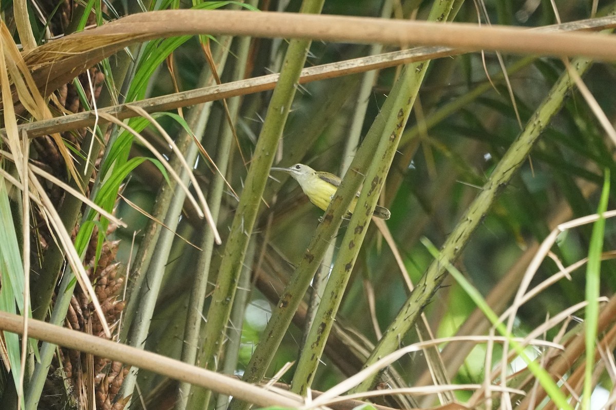 Little Spiderhunter - ML643633753