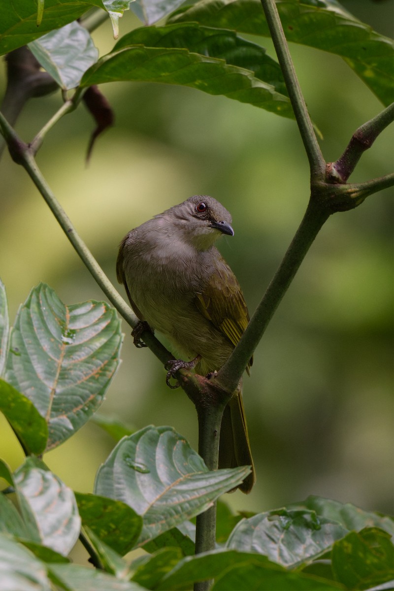Olive-winged Bulbul - ML643633754